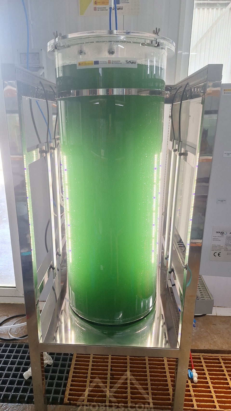 En este momento estás viendo INNOVACIONS EN EL CULTIU INTENSIU D’ESPIRULINA